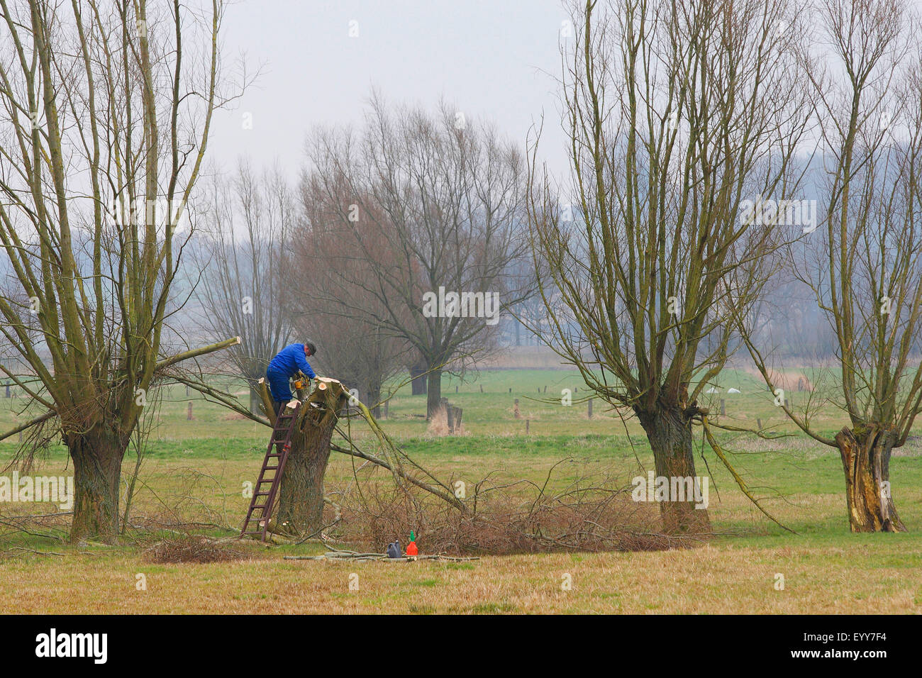 Mimbre, sauce (Salix spec.), voluntario de la poda de árboles de sauce durante las obras de mantenimiento en reserva natural, Bélgica Foto de stock