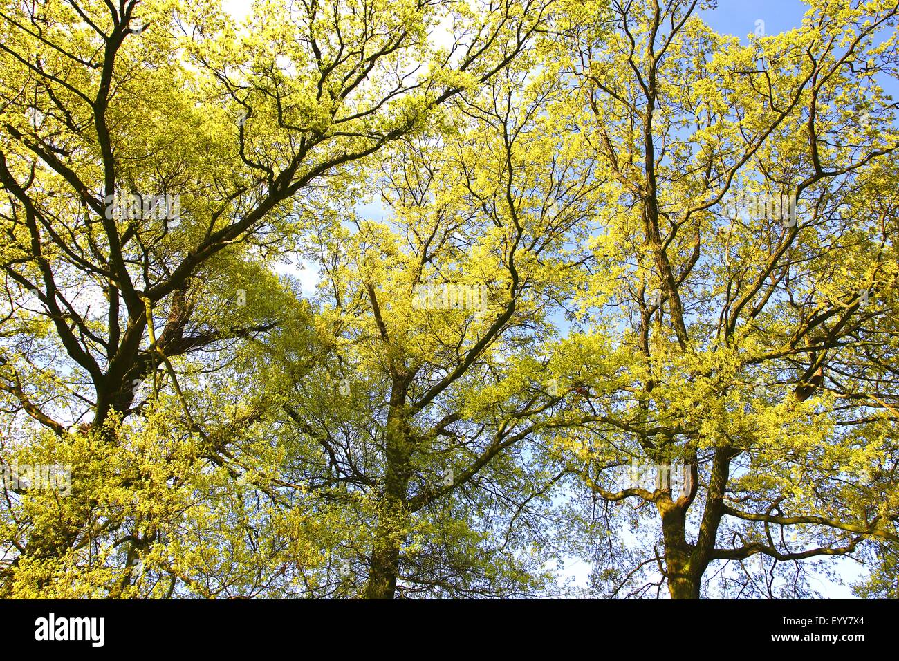 Roble común, roble pedunculate, Inglés de roble (Quercus robur), en primavera en Sunshine, Francia Foto de stock