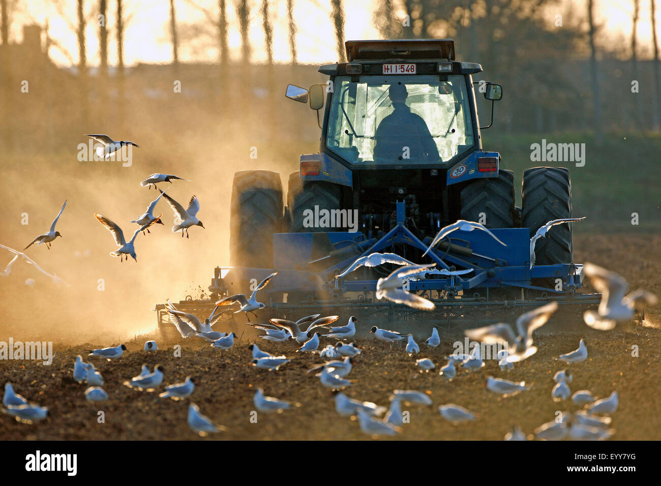 Las gaviotas siguiente tractor escarificando un campo, Bélgica Foto de stock