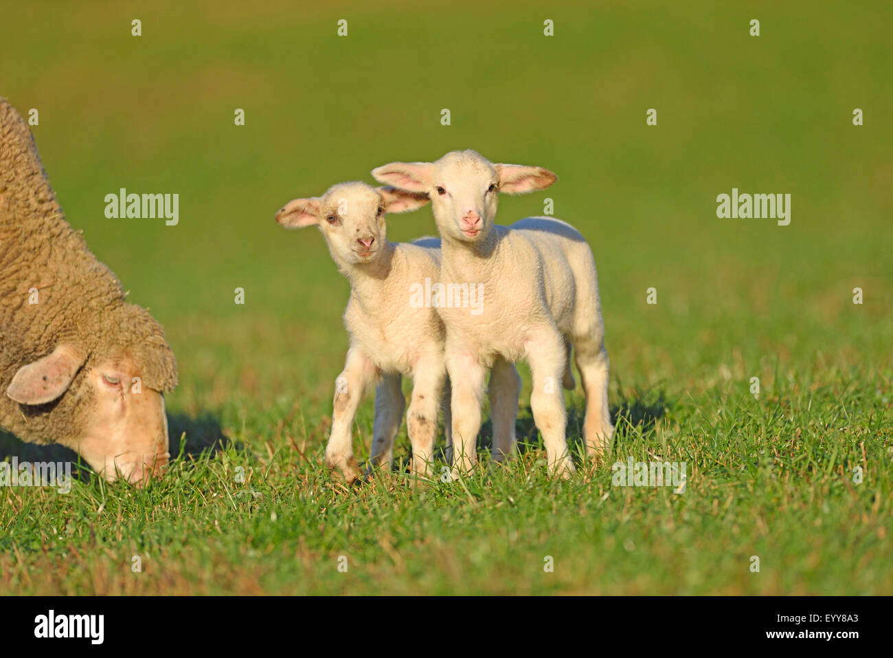 Ovejas domésticas (Ovis ammon f. aries), dos pequeños corderos parados juntos en una pastura, Alemania Foto de stock