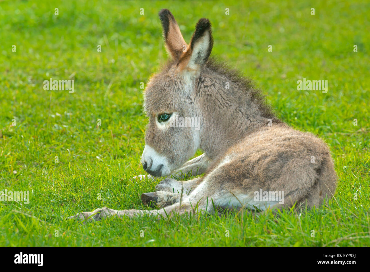 Asno doméstico (Equus asinus asinus), foal descansa en un prado, en Alemania, en Renania del Norte-Westfalia Foto de stock