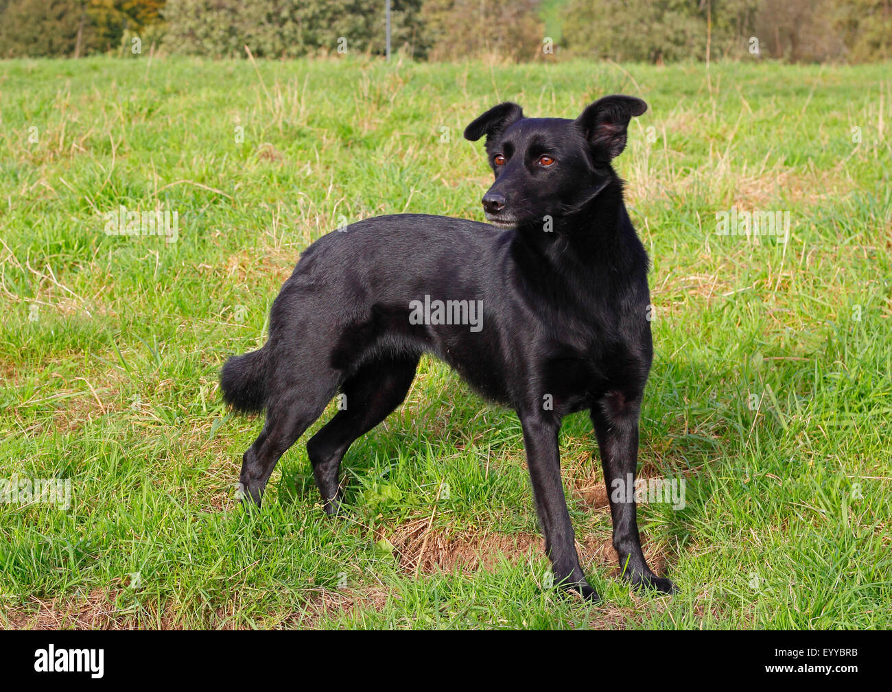 Perro de raza mixta (Canis lupus familiaris) f., cuatro años labrador negro  Podenco ella-perro de raza mixta de pie en una pradera, Alemania Fotografía  de stock - Alamy