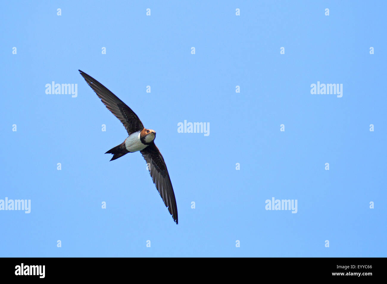 Alpine swift (Apus melba, Tachymarptis melba), volando, Bulgaria, Kaliakra Foto de stock