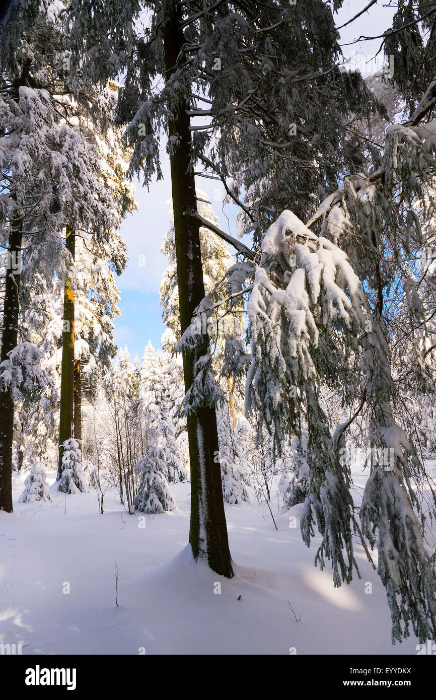 Paisaje nevado en el Kahler Asten en el Sauerland, Alemania, Renania del Norte-Westfalia, Sauerland, Winterberg Foto de stock