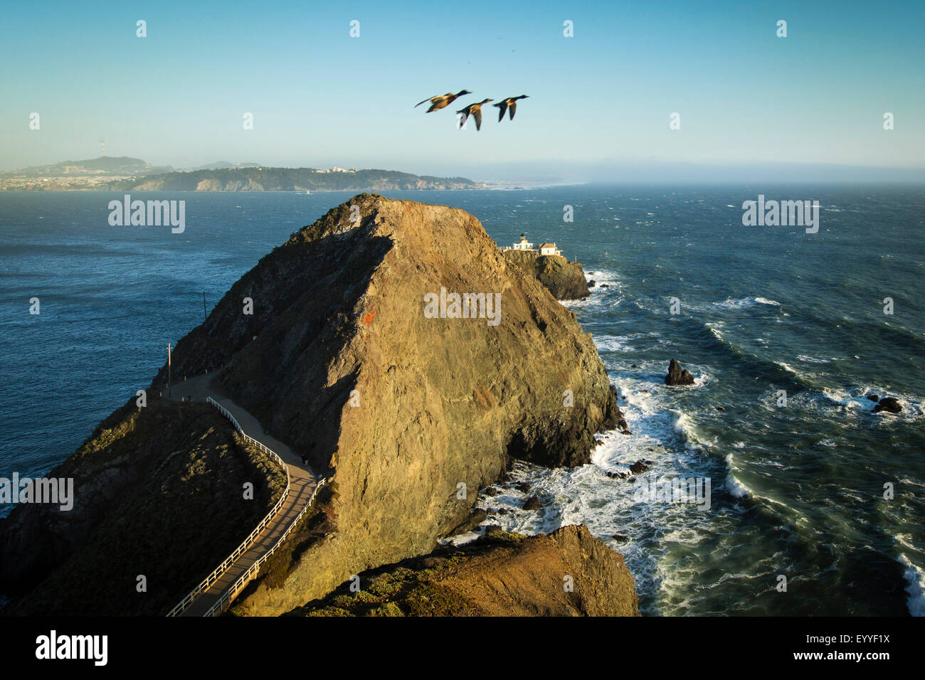 Un alto ángulo de visualización de cauquenes sobrevolando Marin, Sausalito, California, Estados Unidos Foto de stock