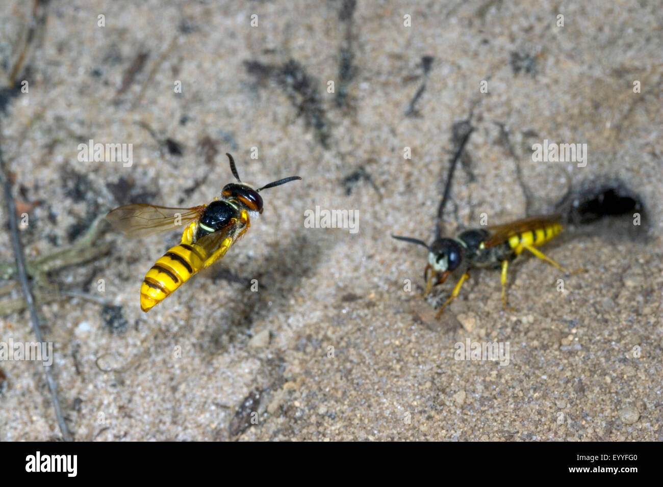 La abeja, la avispa-Killer Bee-killer (Philanthus triangulum, Philanthus apivorus), par, Alemania Foto de stock