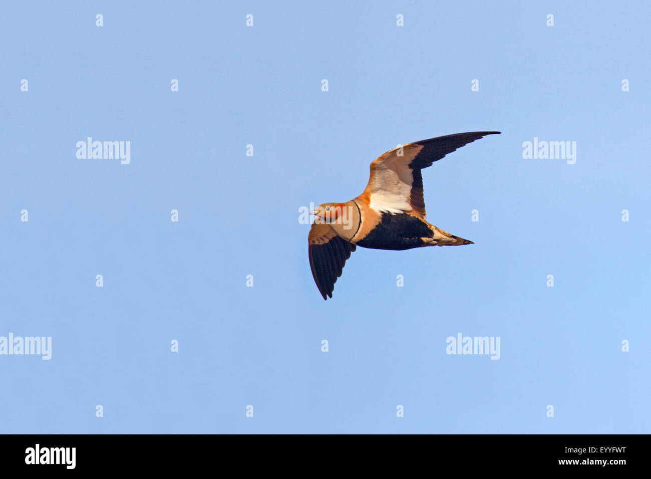 Negro-curva (Ganga Ortega Pterocles orientalis), macho volando, Fuerteventura, Islas Canarias Foto de stock