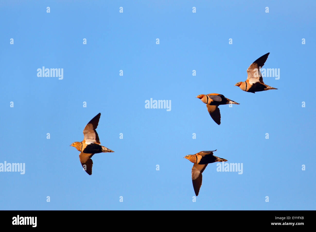 Negro-curva (Ganga Ortega Pterocles orientalis), volando flock, Fuerteventura, Islas Canarias Foto de stock