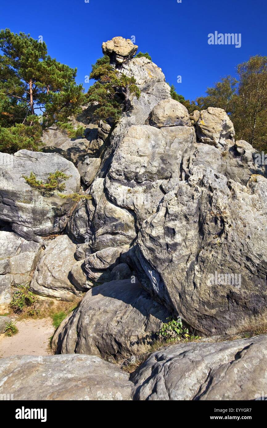 Se encogían hag, roca prominente de la formación arenosa Doerenther Klippen, Alemania, Renania del Norte-Westfalia, Tecklenburger Land, Ibbenbueren Foto de stock