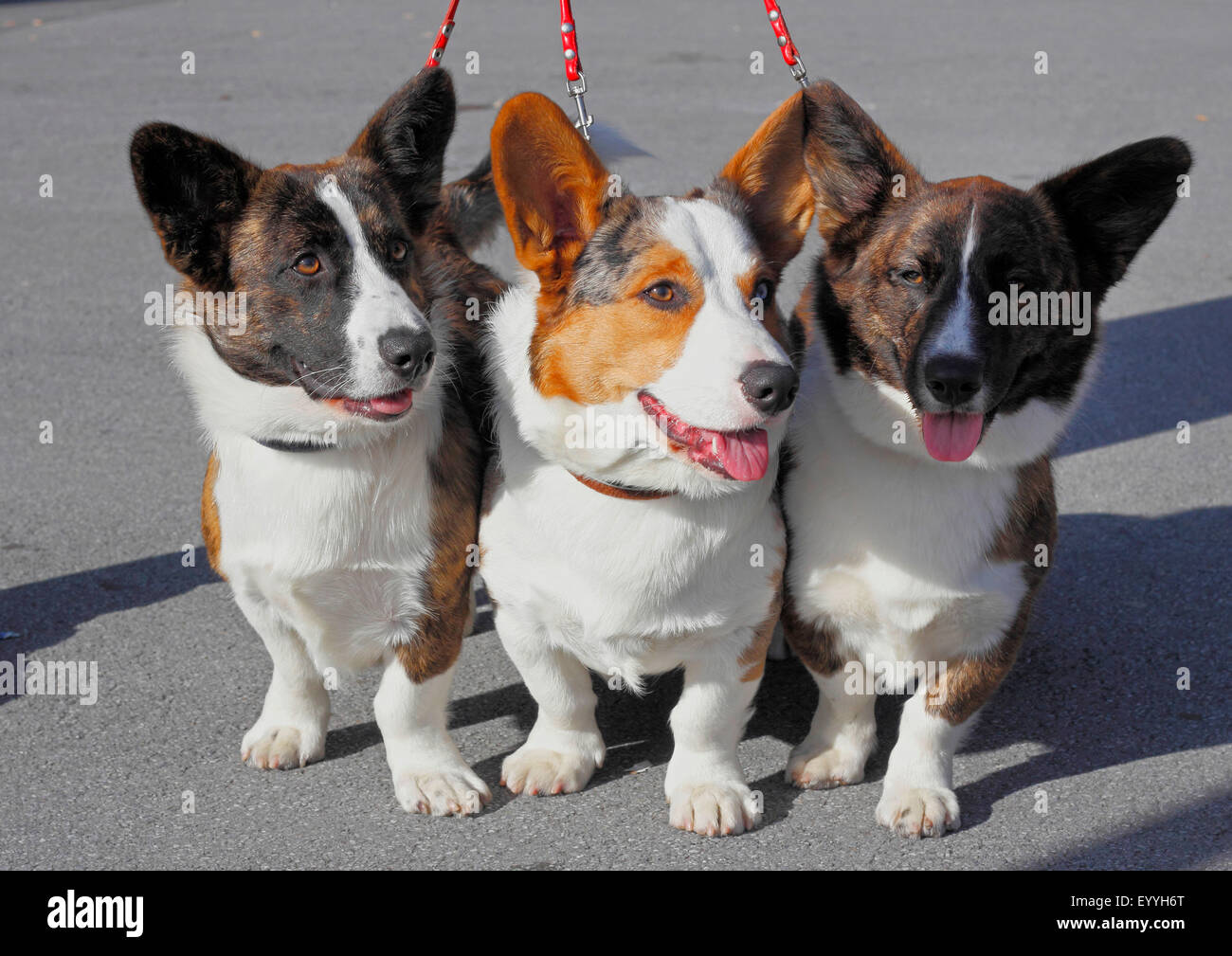 Welsh Corgi Pembroke (Canis lupus familiaris) f., tres juntos liberan Welsh Corgi Pembrokes, Alemania Foto de stock