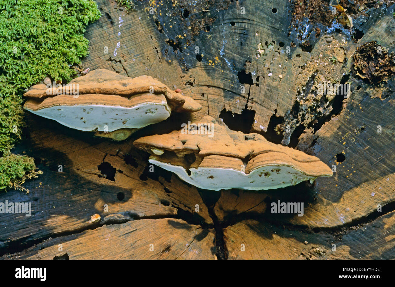 Soporte del artista, del artista (Ganoderma lipsiense Conk, Ganoderma applanatum), cuerpo de fructificación en árboles stub, Alemania Foto de stock