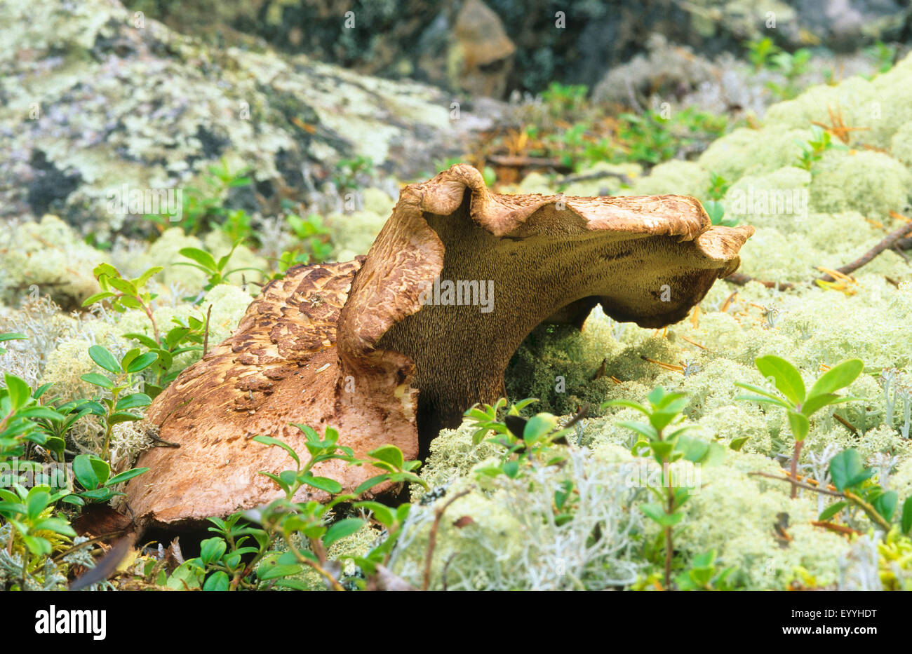 Diente escamosa, Shingled erizo, erizo (Sarcodon imbricatus escamosa), cuerpo de fructificación en tierra lichened, Alemania Foto de stock