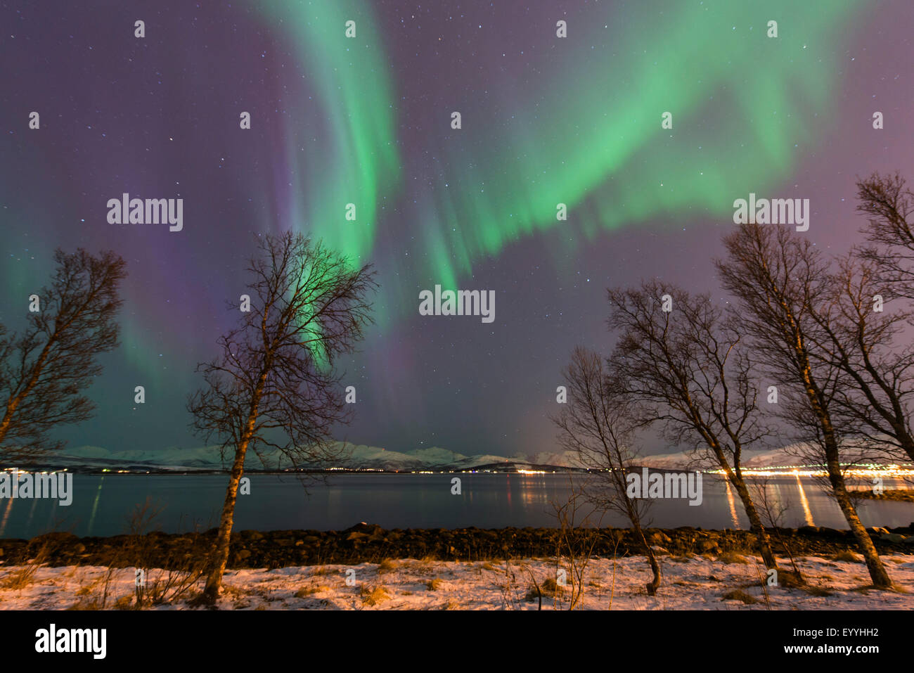 Plantas polares fotografías e imágenes de alta resolución - Página 5 - Alamy