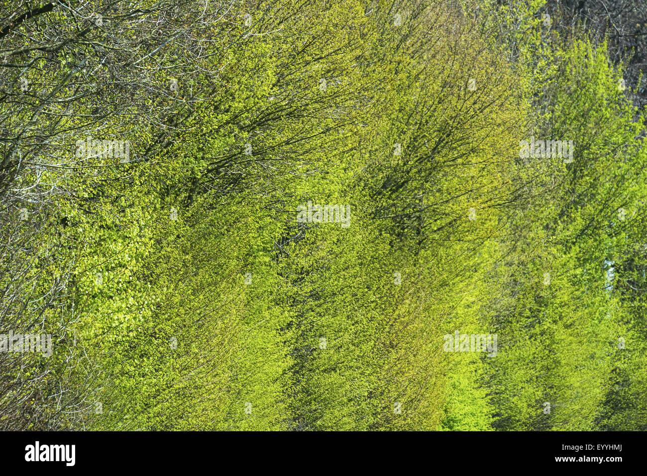 Callejón del árbol en la primavera, en Alemania, en Renania del Norte-Westfalia Foto de stock