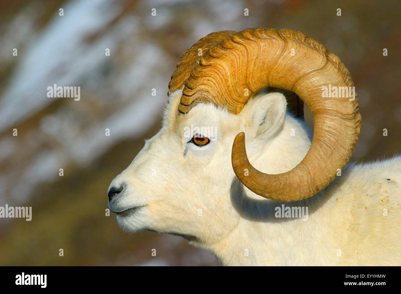Ovejas de Dall, blancas ovejas (Ovis dalli), retrato de un fuerte ram, EE.UU., Alaska, Denali Parque Nacional Foto de stock