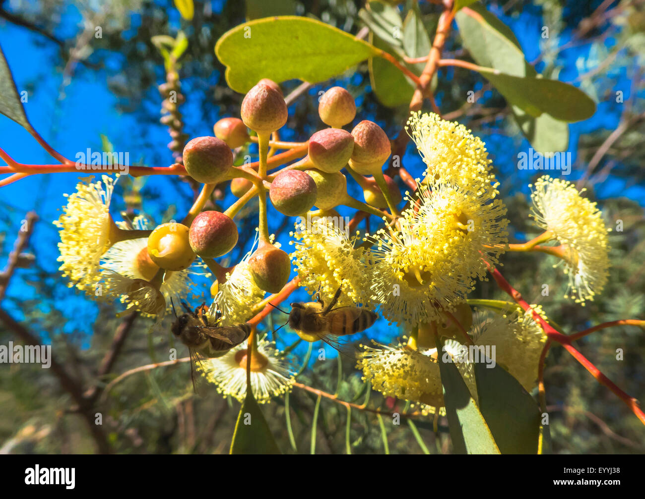 El eucalipto, gum (Eucalipto spec.), Las Abejas sobre flores de