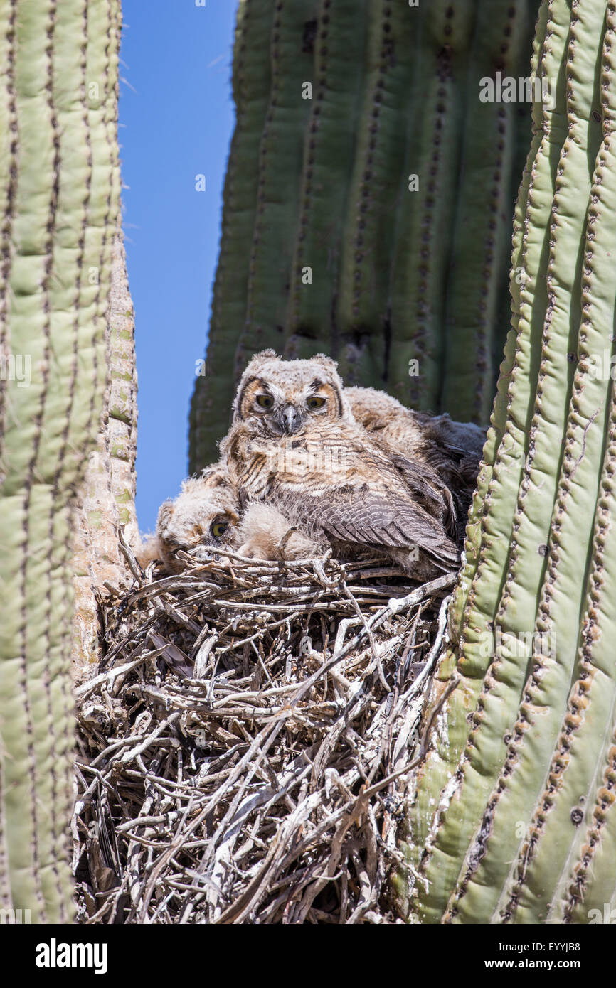 Gran búho cornudo (Bubo virginianus), aves jóvenes en el nido en un saguro, ESTADOS UNIDOS, Arizona, Sonorawueste, Phoenix Foto de stock