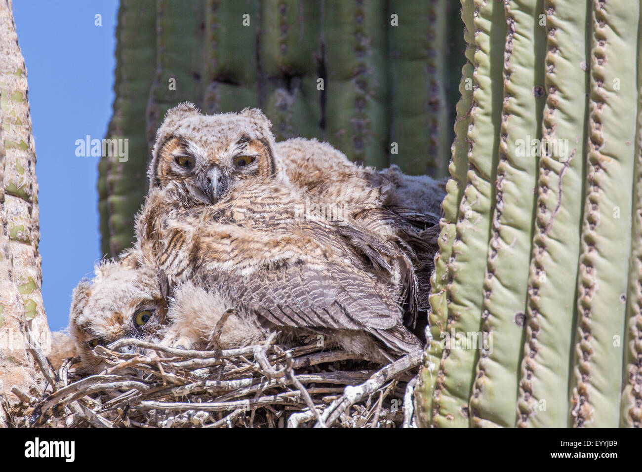 Gran búho cornudo (Bubo virginianus), aves jóvenes en el nido en un saguro, ESTADOS UNIDOS, Arizona, Sonorawueste, Phoenix Foto de stock