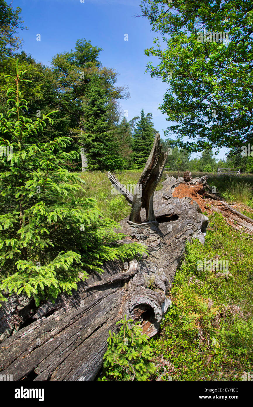 Roble (Quercus spec.), el viejo roble muerto como un hábitat para animales, Alemania Foto de stock