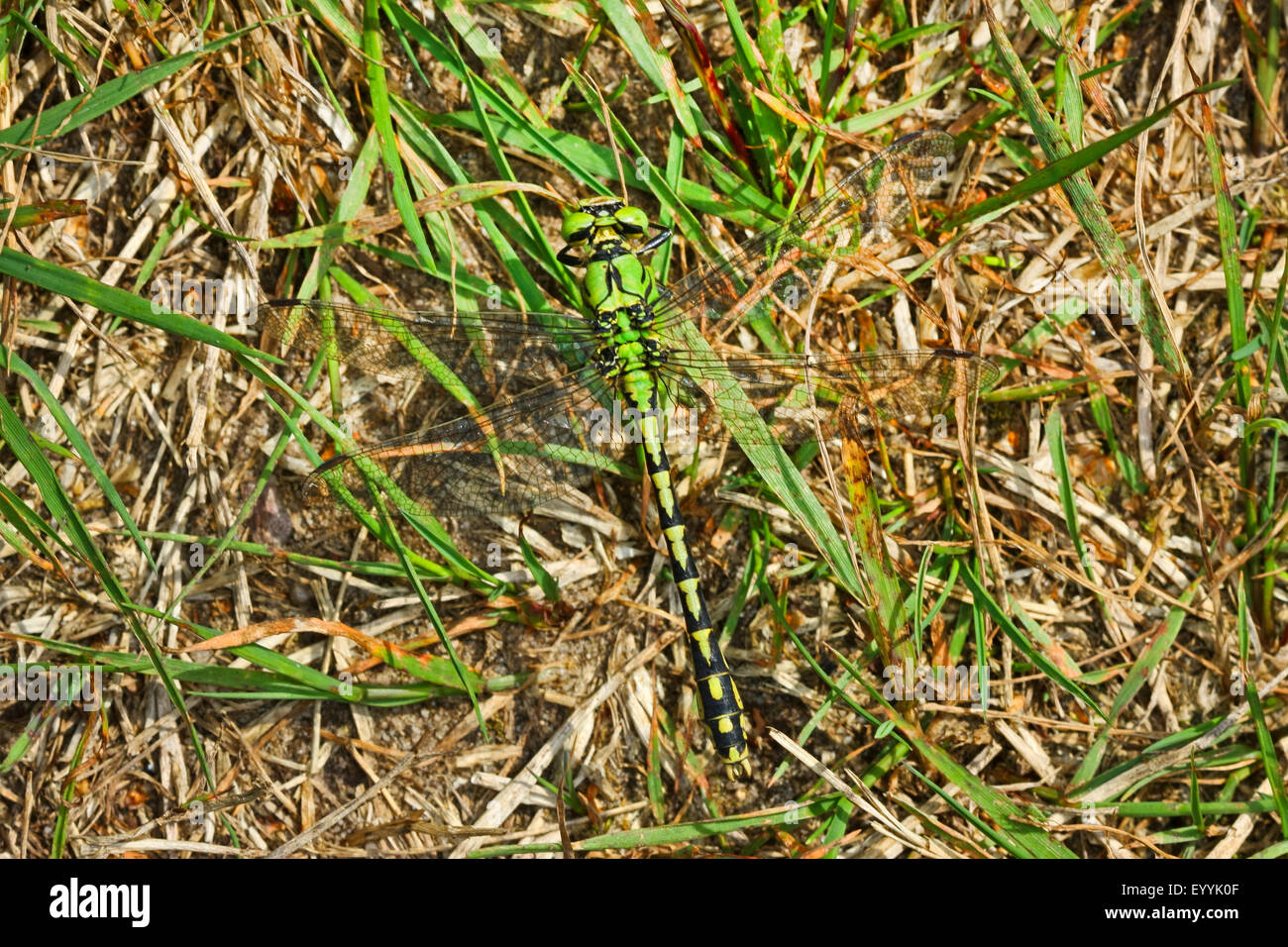 Libélula, serpentina verde (Ophiogomphus serpentinus Snaketail, Ophiogomphus cecilia), sobre el césped, Alemania Foto de stock