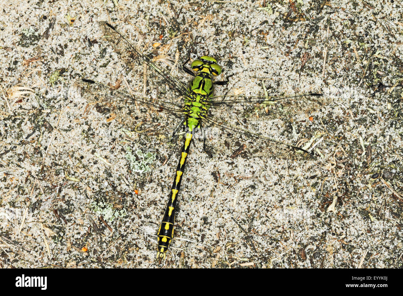 Libélula, serpentina verde (Ophiogomphus serpentinus Snaketail, Ophiogomphus cecilia), macho, Alemania Foto de stock