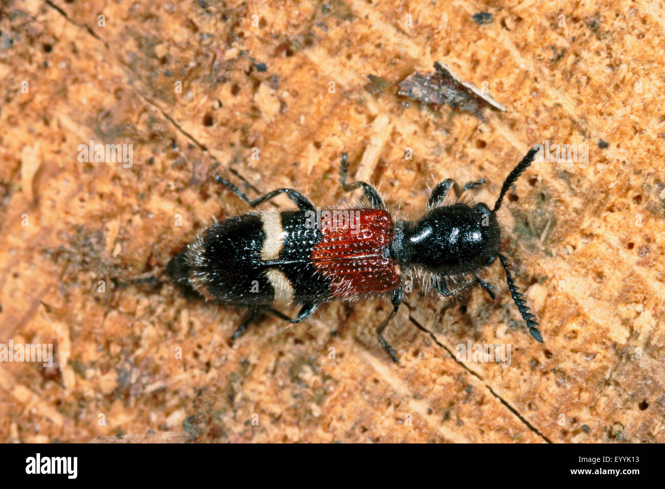 Accidentada escarabajo (Tilloidea unifasciata), sobre madera, Alemania Foto de stock
