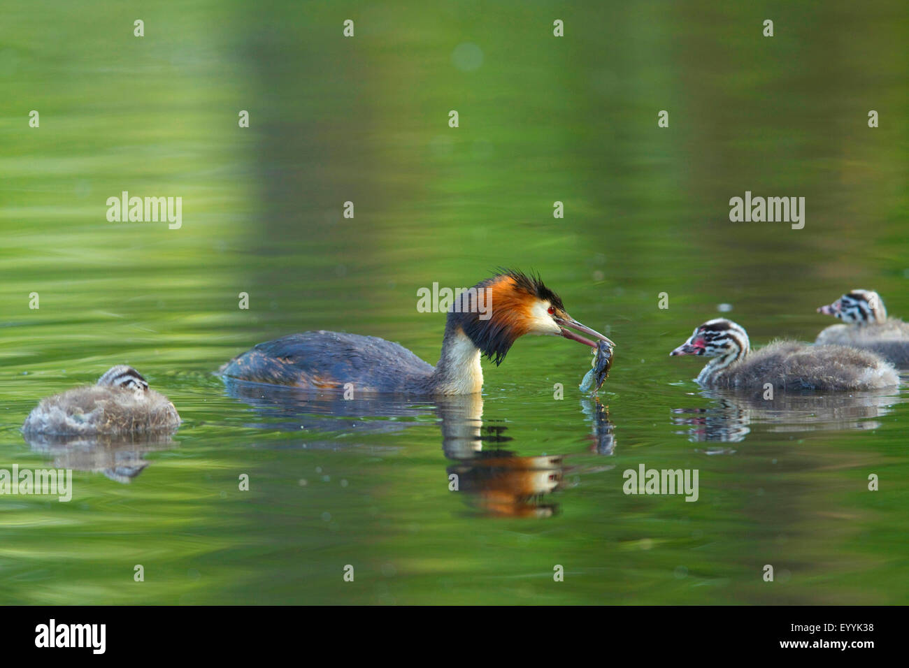 Somormujo lavanco (Podiceps cristatus), pájaro adulto con avance en el proyecto de ley de natación con tres crías de animales en el agua, Alemania Foto de stock