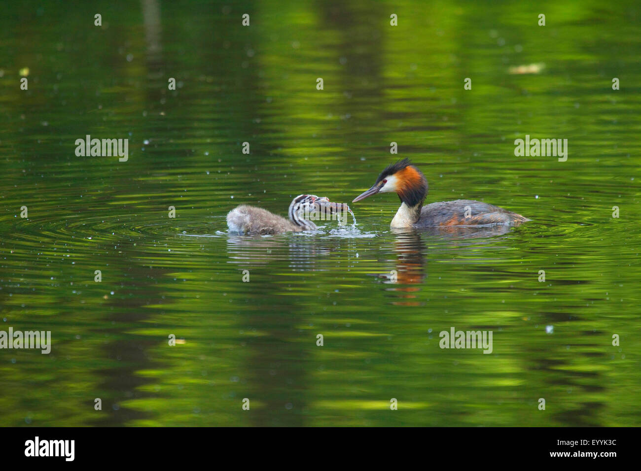 Somormujo lavanco (Podiceps cristatus), pájaro adulto y joven animal con el alimento en el proyecto nadar en el agua, Alemania Foto de stock