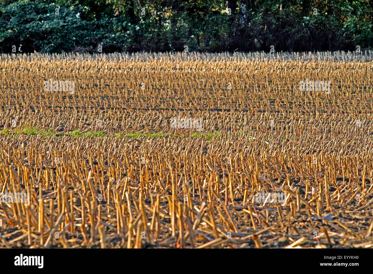 Campo de rastrojo a finales de otoño, en Alemania, en Renania del Norte-Westfalia, Bergisches Land Foto de stock