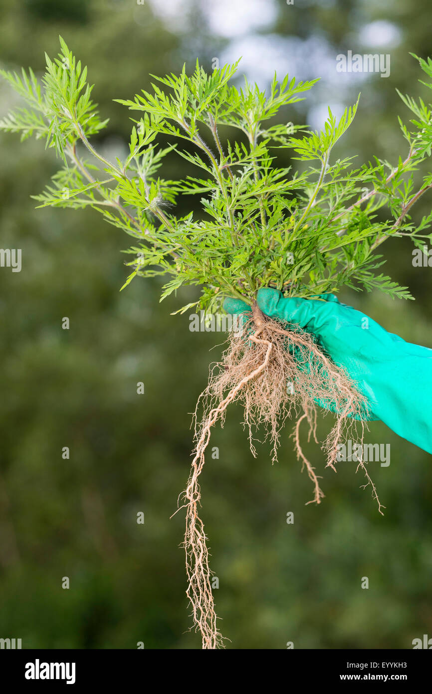 Ambrosía ambrosía común anual, amargo-weed, Hog-hierba, ajenjo (Ambrosia artemisiifolia romana), la ambrosía anual única celebración en la mano enguantada, Alemania Foto de stock