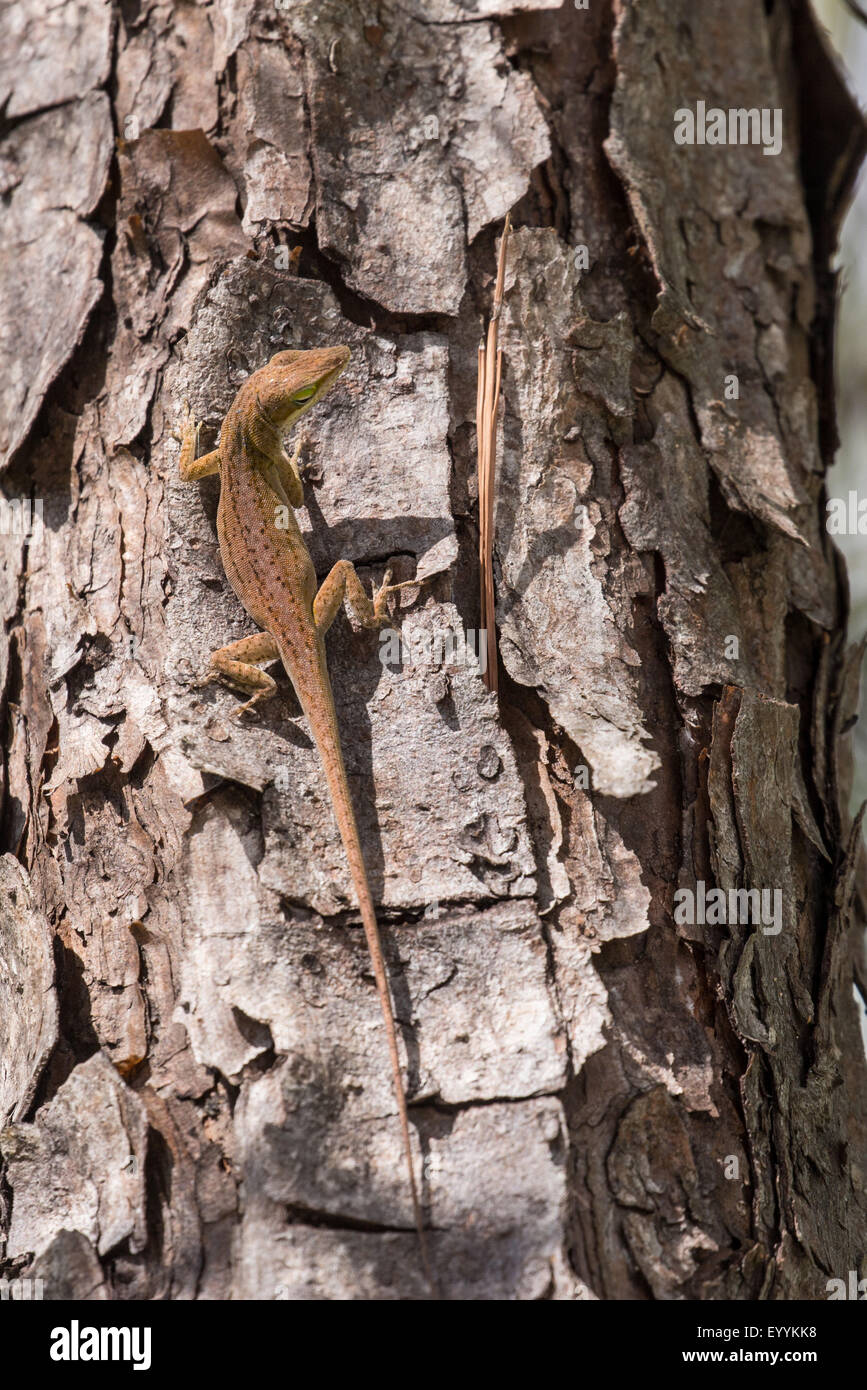 Anole verde (Anolis carolinensis), hembra en el tronco de un árbol, Kissimmee, Florida, EE.UU. Foto de stock