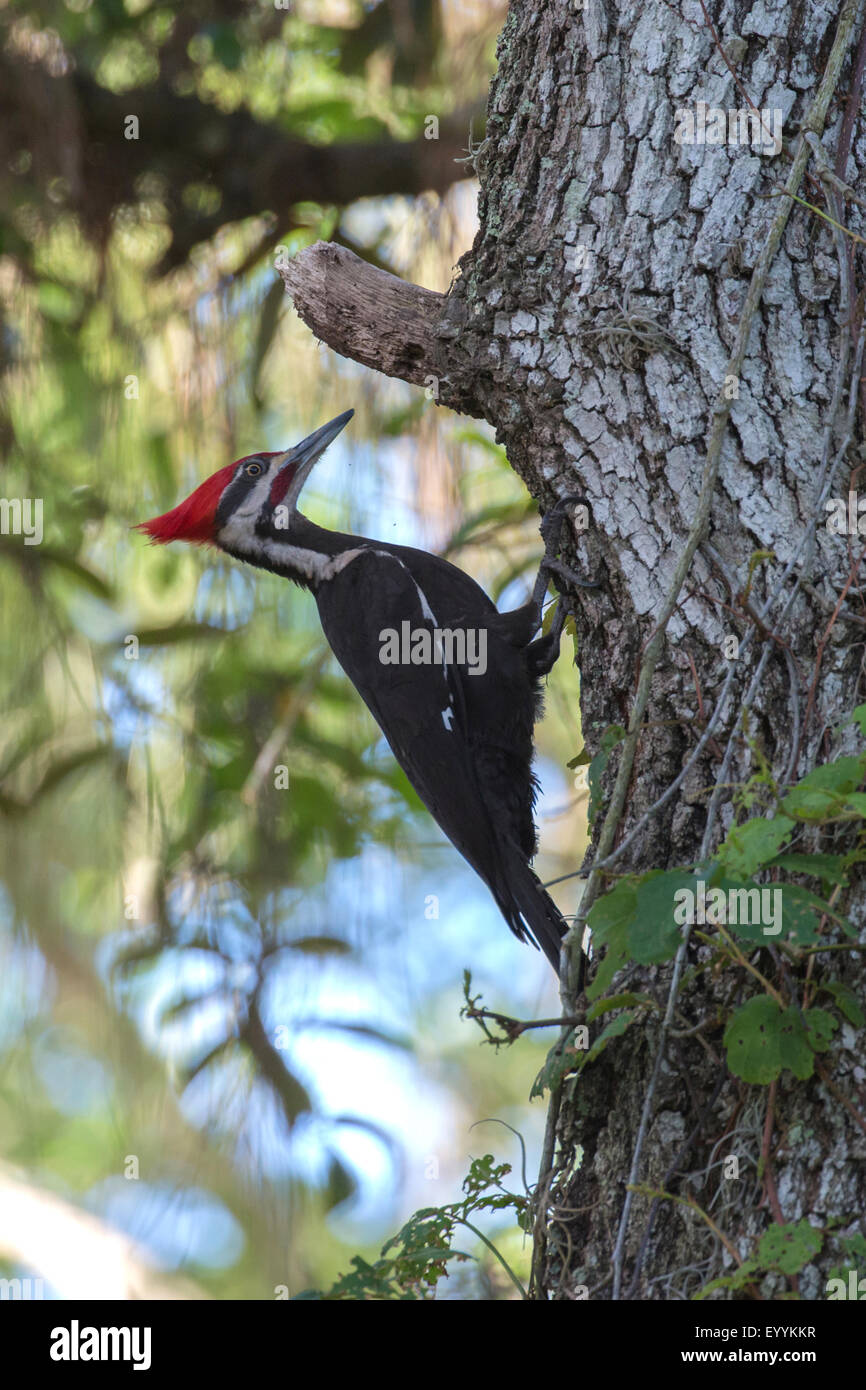 Pileated woodpecker (Dryocopus pileatus), macho en la alimentación en un tronco de árbol, Kissimmee, Florida, EE.UU. Foto de stock