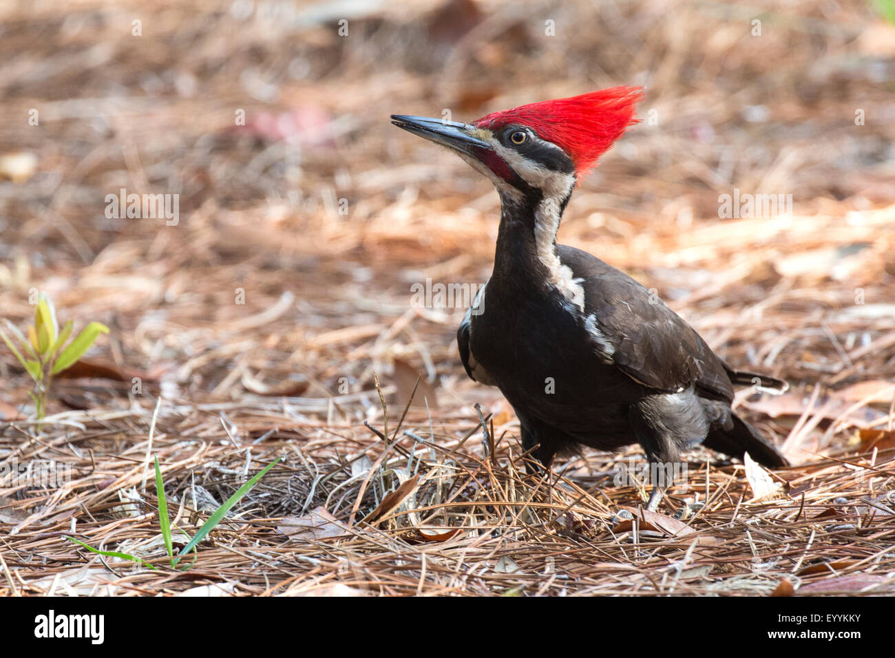 Pileated woodpecker (Dryocopus pileatus), macho en la alimentación en el suelo, Kissimmee, Florida, EE.UU. Foto de stock