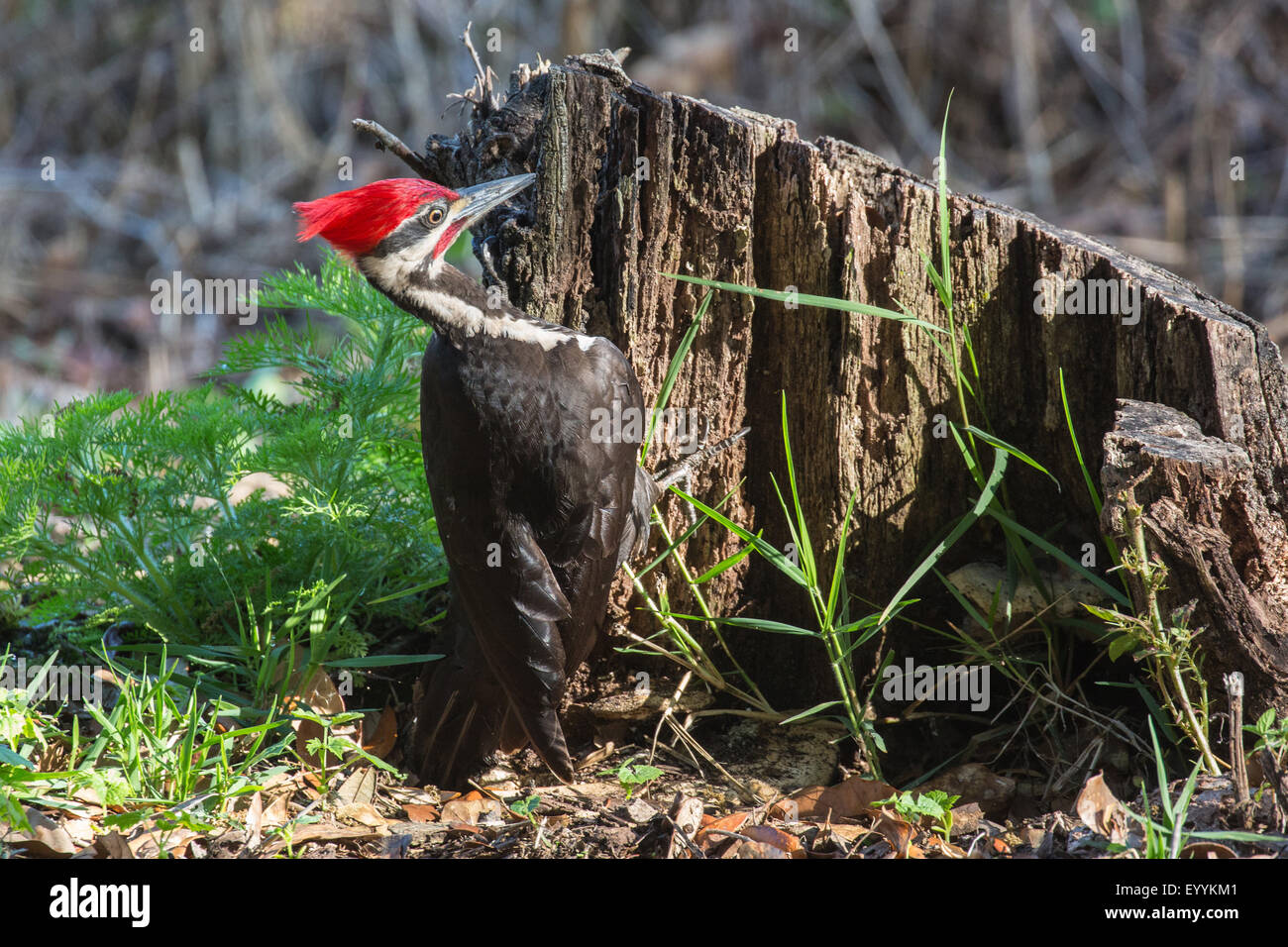 Pileated woodpecker (Dryocopus pileatus), macho en la alimentación en deadwood, Kissimmee, Florida, EE.UU. Foto de stock
