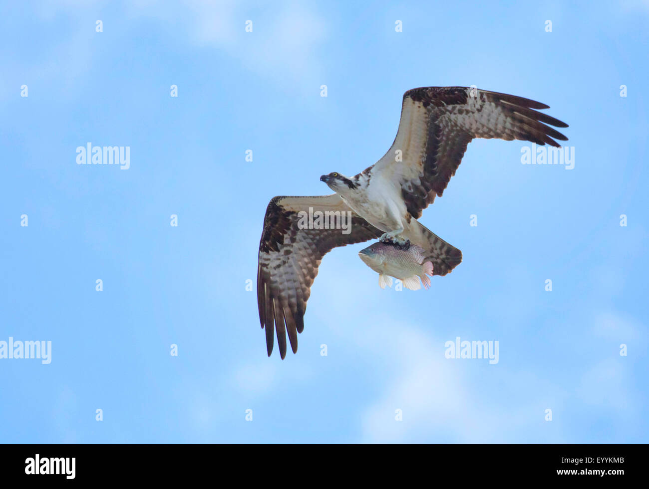 El águila pescadora (Pandion haliaetus halcón de pescado), volando con cogido la Tilapia, EEUU, Florida, Kissimmee Foto de stock
