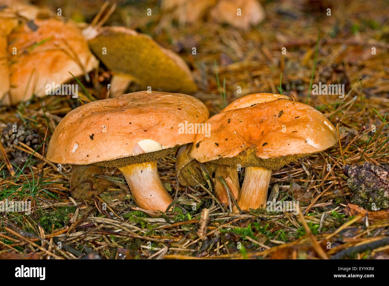 Bolete bovina (Suillus bovinus), órganos de fructificación en el piso del bosque, Alemania Foto de stock