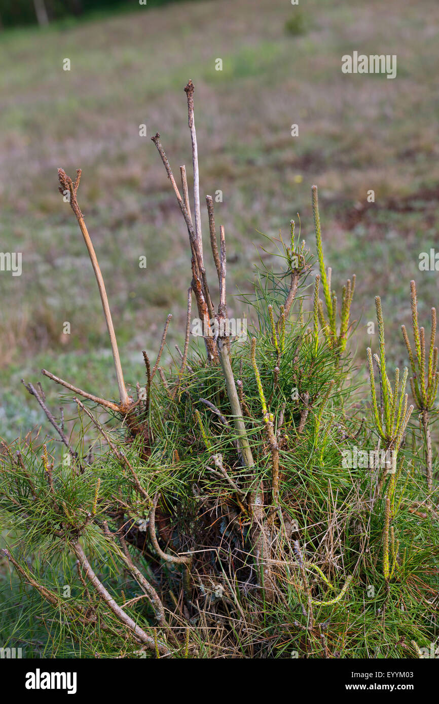 El corzo (Capreolus capreolus), madrigueras de buscar alimentos, daños causados por el juego en un pino, Alemania Foto de stock