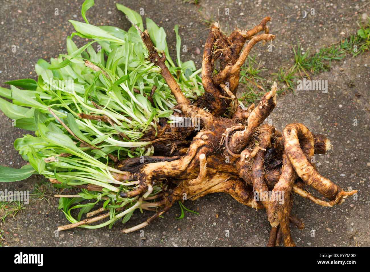 Bouncingbet, rebotando-bet, Soapwort (Saponaria officinalis), planta con rizoma, Alemania Foto de stock