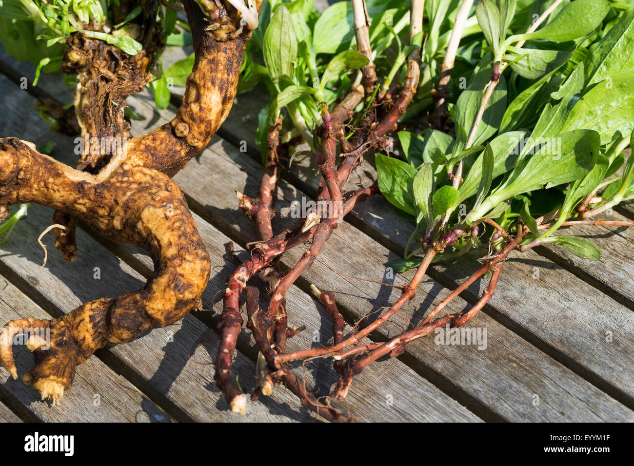 Bouncingbet, rebotando-bet, Soapwort (Saponaria officinalis), raíces y el tallo con hojas, Alemania Foto de stock