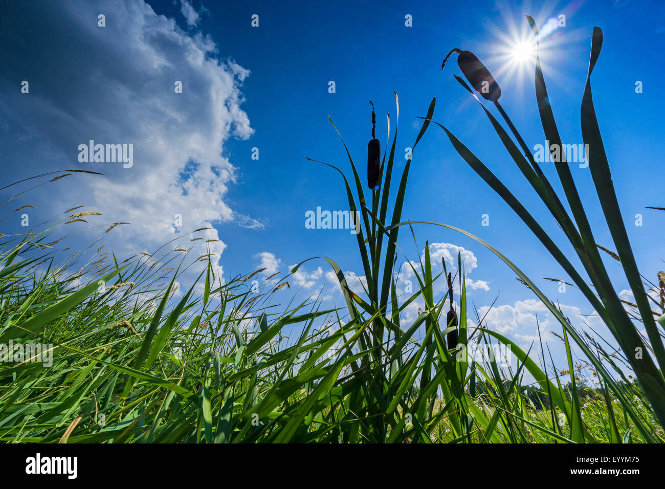 Tifa común amplio dejados tifa, de amplia dejados cat's Tail, gran reedmace, la espadaña (Typha latifolia), vista de gusanos con nubes y sol en el cielo, Alemania, Brandeburgo, Templin Foto de stock