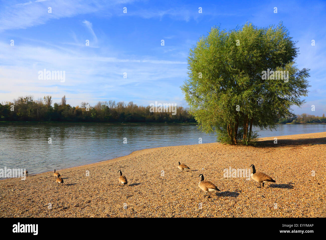 Ganso de Canadá (Branta canadensis), los gansos de Canadá a la orilla del Rin, Alemania Foto de stock