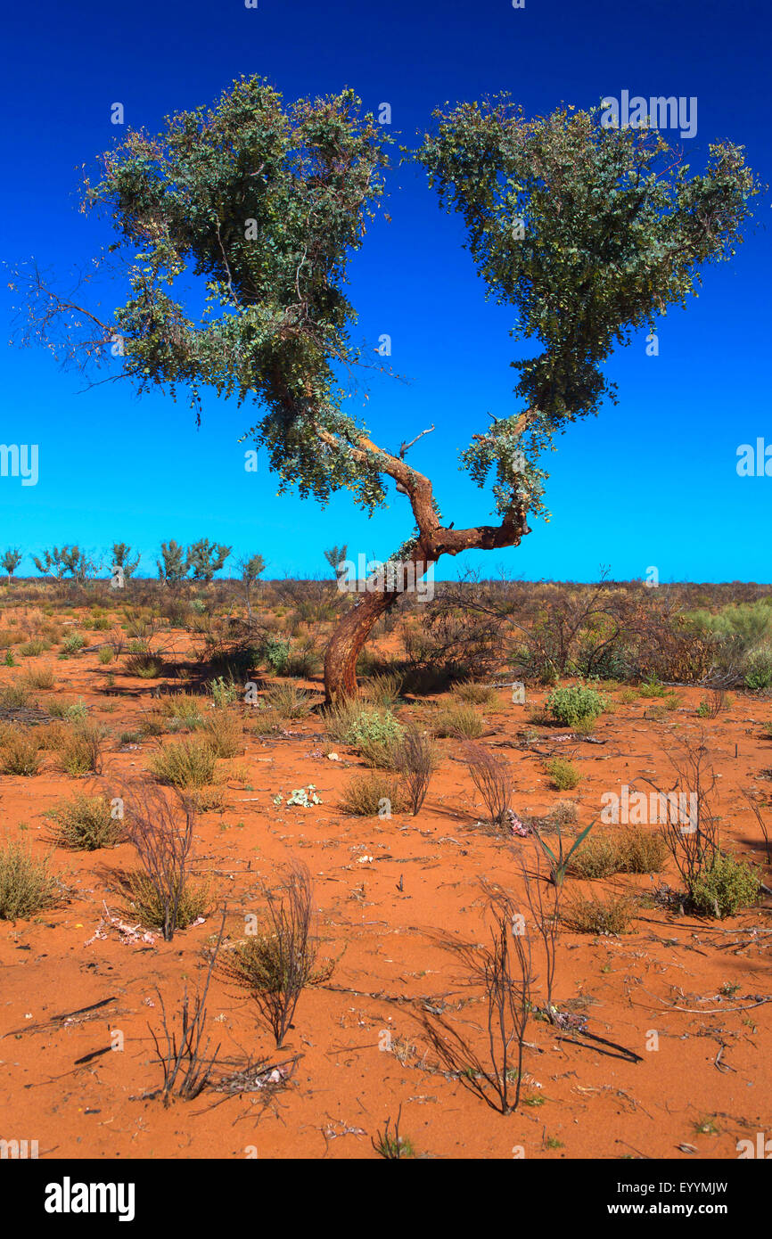 Paisaje seco en el Outback Australiano, Australia, Australia Occidental, Agnew arenisca Road, Leinster Foto de stock