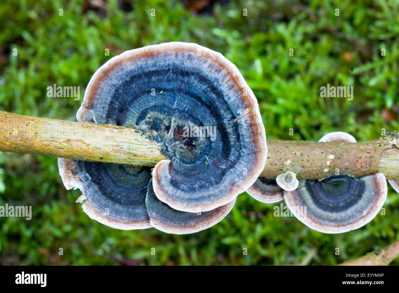 Turquía, cola, muchos Turkeytail zonadas soporte, la descomposición de madera (Trametes versicolor, Coriolus versicolor), órganos de fructificación en una rama, vista desde arriba, Alemania Foto de stock