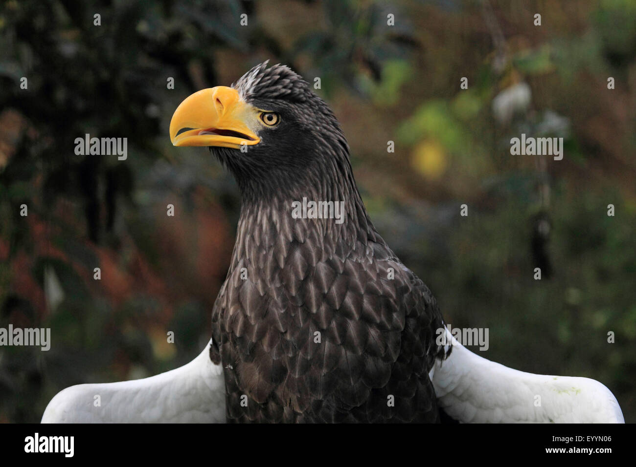 Águila de Mar de Steller (Haliaeetus pelagicus), Retrato Foto de stock