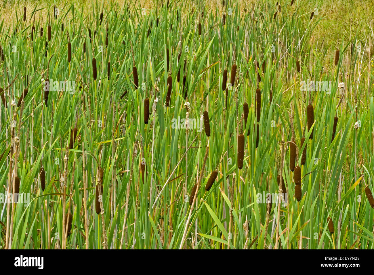 Tifa común amplio dejados tifa, de amplia dejados cat's Tail, gran reedmace, la espadaña (Typha latifolia), muchas de las inflorescencias, Alemania Foto de stock