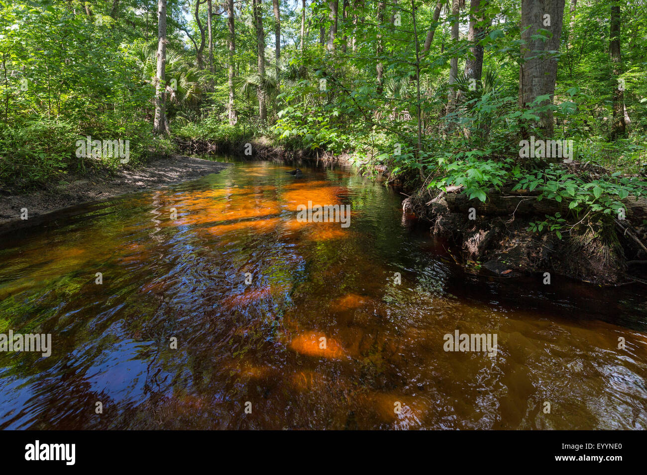 Río blackwater con vegetación tropical, EEUU, Florida, Reedy Creek, Kissimmee Foto de stock