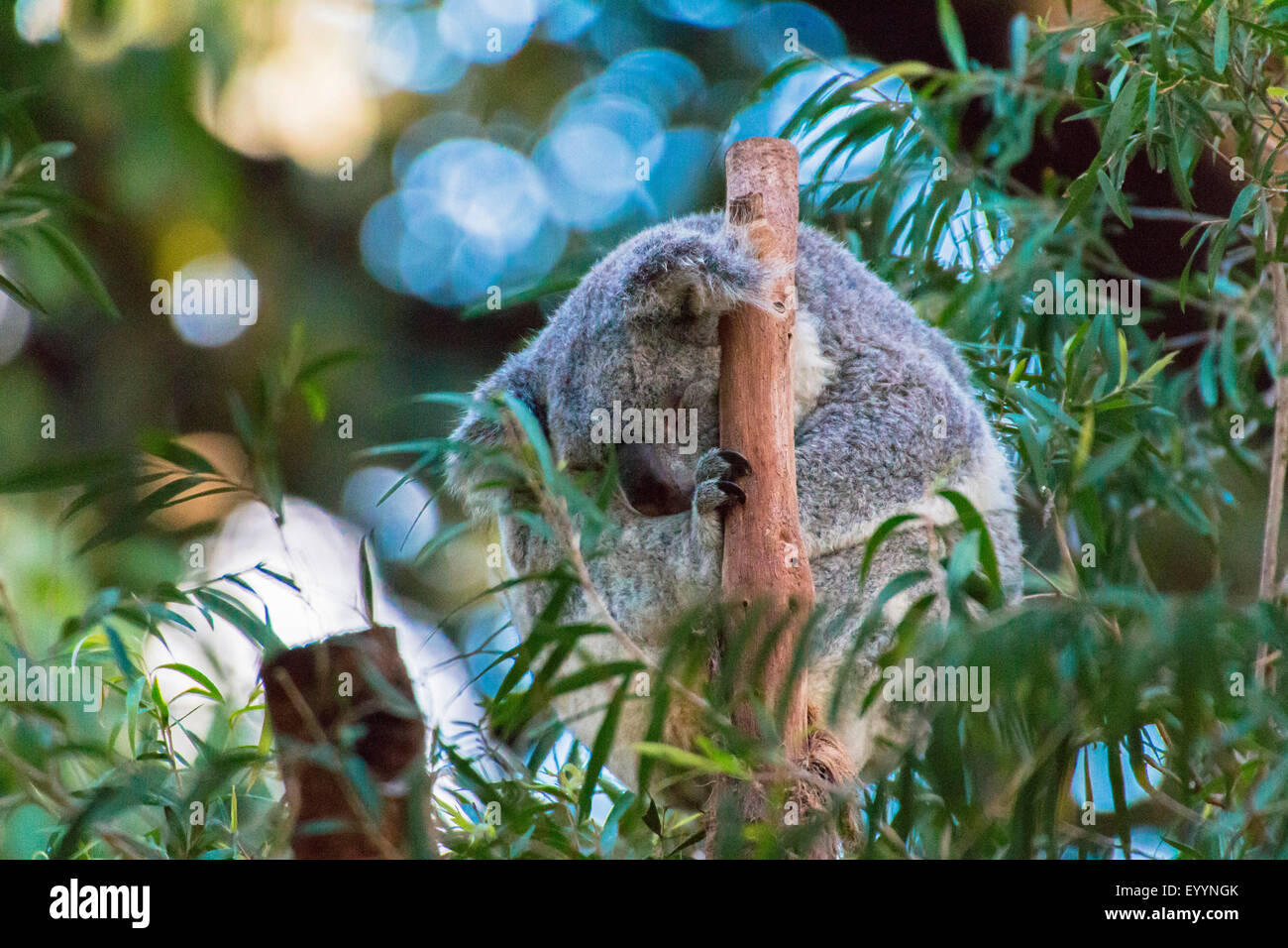 Koala, koala (Phascolarctos Cinereus), duerme, Australia, Australia Occidental Foto de stock