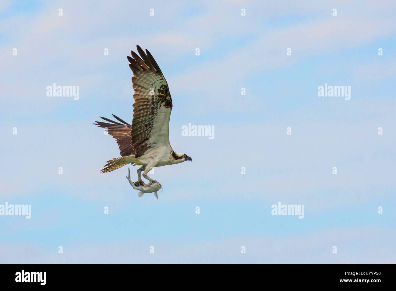 El águila pescadora (Pandion haliaetus halcón de pescado), volando con cogido Hardhead bagre Ariopsis felis, Kissimmee, Florida, EE.UU. Foto de stock