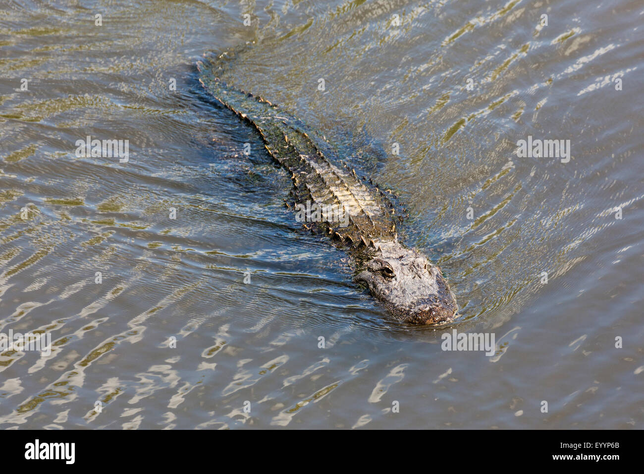 Cocodrilo Americano (Alligator mississippiensis), de tres metros de largo, natación, Kissimmee, Florida, EE.UU. Foto de stock