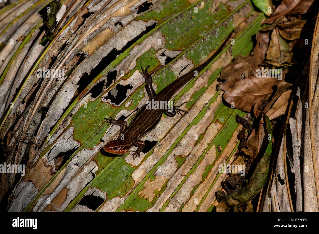 Mole Bluetail skink (cf. Plestiodon egregius lividus ), sobre una hoja, Kissimmee, Florida, EE.UU. Foto de stock